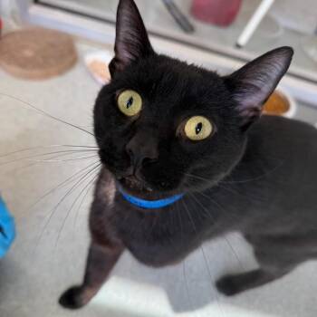 James Bond -  Domestic Short Hair Cat for Adoption in Chicago, Illinois - James Bond | PetCurious