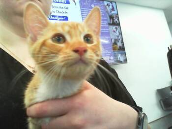 OREGANO -  Domestic Short Hair Cat for Adoption in Charlotte, North Carolina - OREGANO | PetCurious