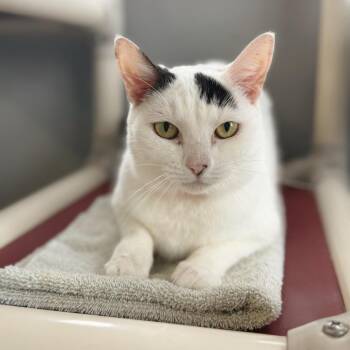 Benson -  Domestic Short Hair Cat for Adoption in Buffalo, New York - Benson | PetCurious