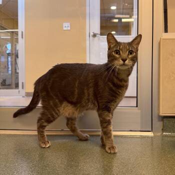 Chico -  Domestic Short Hair Cat for Adoption - Chico | PetCurious