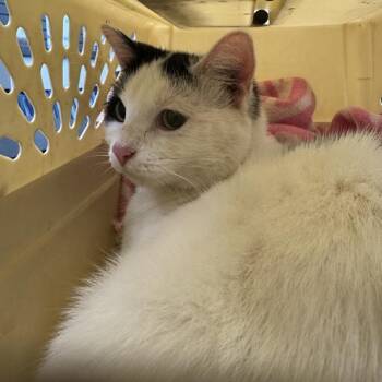 Eloise -  Domestic Short Hair Cat for Adoption in Des Moines, Iowa - Eloise | PetCurious