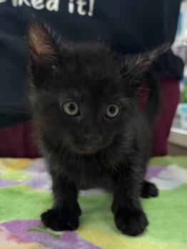 Miss Dragon -  Domestic Short Hair Cat for Adoption in Fishers, Indiana - Miss Dragon | PetCurious