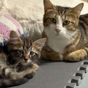 Domestic Short Hair Cats Available for Adoption in Toms River, New Jersey - Poblanita | PetCurious