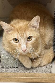 Domestic Short Hair Cats Available for Adoption in Logan, Ohio - Cayenne | PetCurious