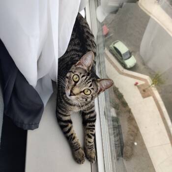 Rescue Domestic Short Hair Cats for Adoption in Durham, North Carolina - Tomato | PetCurious