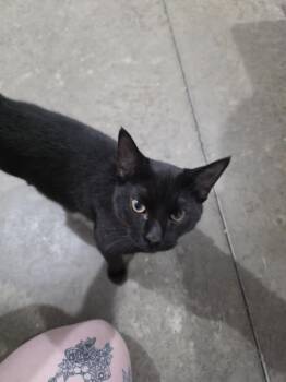 Bandit -  Domestic Short Hair Cat for Adoption in Salisbury, North Carolina - Bandit | PetCurious