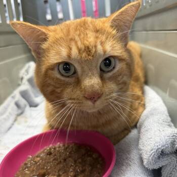 Domestic Short Hair Cats Available for Adoption - Big Mike | PetCurious