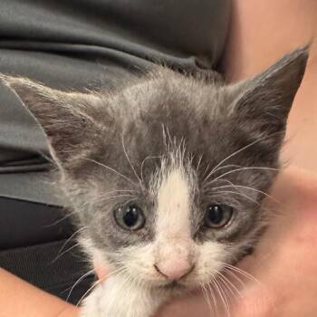 Annabeth -  Domestic Short Hair Cat for Adoption in Clearwater, Florida - Annabeth | PetCurious