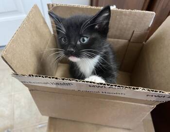 Poblano -  Domestic Short Hair Cat for Adoption in Lafayette, Colorado - Poblano | PetCurious