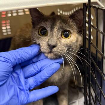 Faith -  Domestic Medium Hair Cat for Adoption in Greensboro, North Carolina - Faith | PetCurious