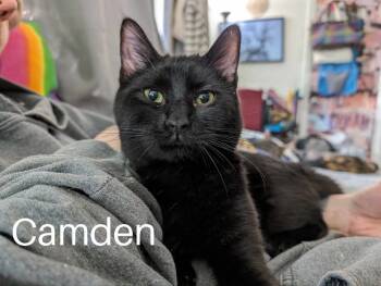 Rescue Bombay and Domestic Short Hair Cats for Adoption in Cleburne, Texas - Camden | PetCurious