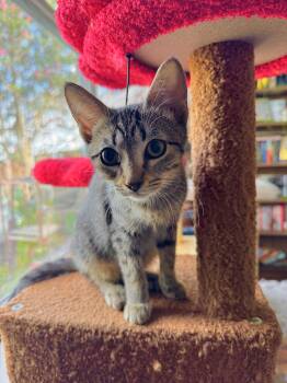 Wanda -  Domestic Short Hair Cat for Adoption in Liverpool, Texas - Wanda | PetCurious