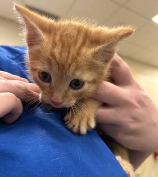Porter -  Domestic Short Hair Cat for Adoption in Fishers, Indiana - Porter | PetCurious