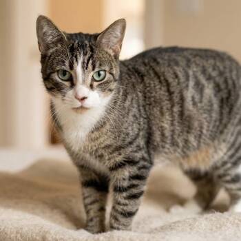 Dumplin -  Domestic Short Hair Cat for Adoption in Toms Brook, Virginia - Dumplin | PetCurious
