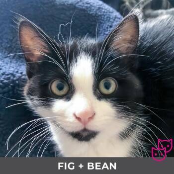 Fig (bonded with Bean) -  Domestic Short Hair Cat for Adoption in Toronto, Ontario - Fig (bonded With Bean) | PetCurious