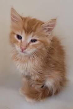 Prickly Pear -  Domestic Long Hair and Domestic Short Hair Cat for Adoption in Kalispell, Montana - Prickly Pear | PetCurious