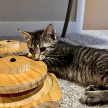 Hickory -  Domestic Short Hair Cat for Adoption in Houston, Texas - Hickory | PetCurious