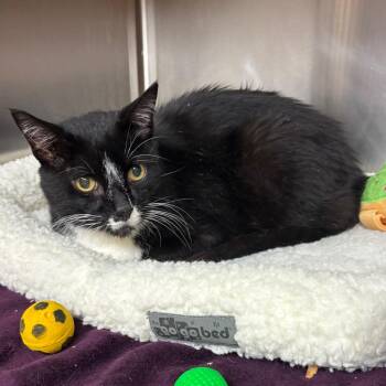 Domestic Medium Hair Cats Available for Adoption in Los Angeles, California - Remey | PetCurious