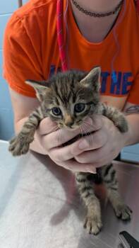 Herens -  Domestic Short Hair Cat for Adoption in Evansville, Indiana - Herens | PetCurious