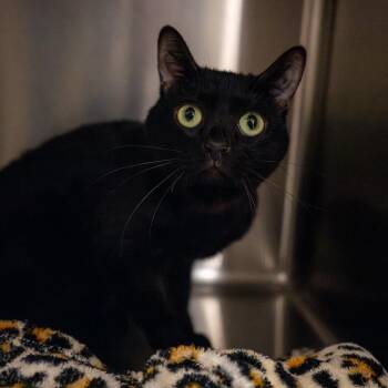 Inky -  Domestic Short Hair Cat for Adoption in Twentynine Palms, California - Inky | PetCurious