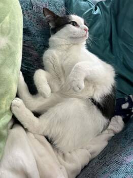 Domestic Short Hair Cats Available for Adoption in Athens, Ontario - Suki | PetCurious