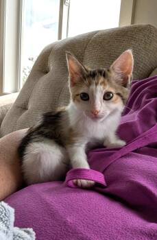 Misty -  Domestic Short Hair Cat for Adoption in Sioux Falls, South Dakota - Misty | PetCurious