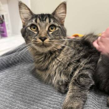 Domestic Medium Hair and Tabby Cats Available for Adoption - Iona | PetCurious