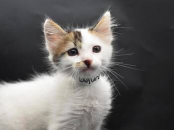 Laguna -  Domestic Short Hair Cat for Adoption in Portland, Oregon - Laguna | PetCurious