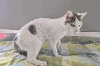 Domestic Short Hair Cats Available for Adoption in Dickson, Tennessee - Star Struck | PetCurious