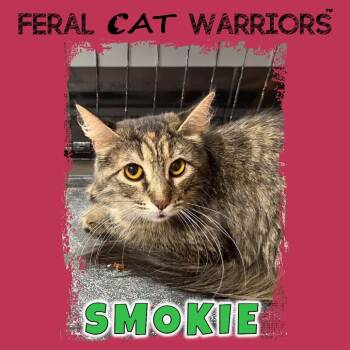 Domestic Medium Hair Cats Available for Adoption in Kingman, Arizona - Smokie | PetCurious