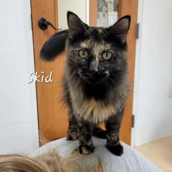 Domestic Medium Hair Cats Available for Adoption in Rushville, Illinois - Skid | PetCurious