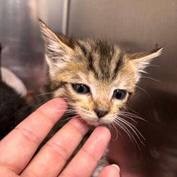 Domestic Short Hair Cats Available for Adoption in Fresno, California - Clea | PetCurious