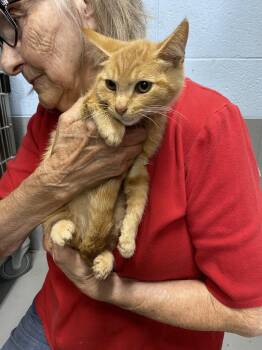Cedar - At shelter -  Domestic Short Hair Cat for Adoption in Rustburg, Virginia - Cedar - At Shelter | PetCurious