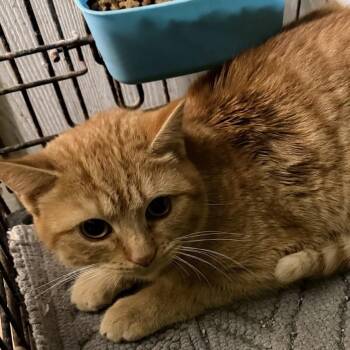 Tigress (2926FSHO) -  Domestic Short Hair Cat for Adoption in La Plata, Maryland - Tigress (2926FSHO) | PetCurious