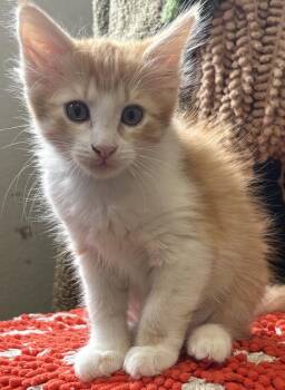 Precious -  Domestic Medium Hair Cat Available for Adoption in Ventura, California - Precious | PetCurious