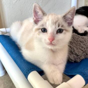 Arbor -  Domestic Short Hair Cat Available for Adoption in Cambria, California - Arbor | PetCurious