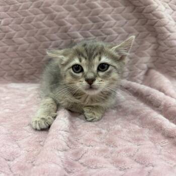 Lydia -  Domestic Short Hair Cat for Adoption in Raleigh, North Carolina - Lydia | PetCurious