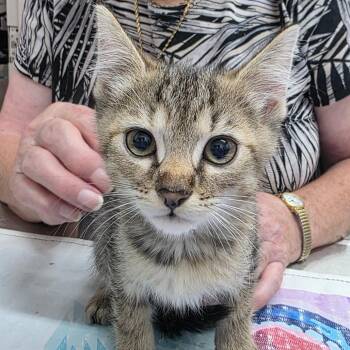 Aurelia -  Domestic Short Hair Cat for Adoption in Huntsville, Alabama - Aurelia | PetCurious