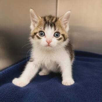 Bean -  Domestic Short Hair Cat for Adoption in Newport, Tennessee - Bean | PetCurious