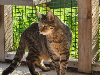 Rescue Domestic Short Hair Cats for Adoption in Ashland, Wisconsin - Harold | PetCurious