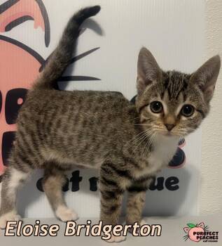 Domestic Short Hair Cats Available for Adoption - Eloise Bridgerton | PetCurious