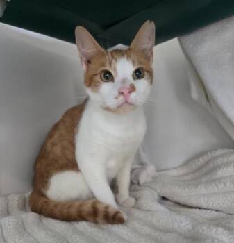 Domestic Short Hair Cats Available for Adoption in Honolulu, Hawaii - Gerald | PetCurious