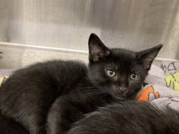 SAM -  Domestic Short Hair Cat for Adoption in Tustin, California - SAM | PetCurious