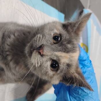 Rescue Domestic Short Hair Cats for Adoption in Summerville, South Carolina - Miso Soup | PetCurious