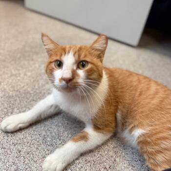 Donovan -  American Bobtail Cat for Adoption in Sarasota, Florida - Donovan | PetCurious