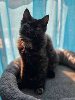 Capri -  Domestic Medium Hair Cat for Adoption - Capri | PetCurious