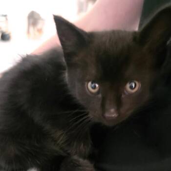 Ender -  Domestic Short Hair Cat for Adoption in Belfair, Washington - Ender | PetCurious