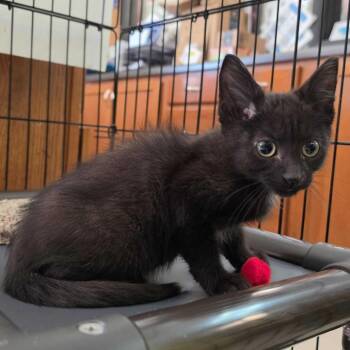 Audino -  Domestic Short Hair Cat for Adoption in Davenport, Iowa - Audino | PetCurious