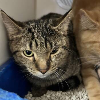 Jalapeno -  Domestic Short Hair Cat for Adoption in Newport, North Carolina - Jalapeno | PetCurious