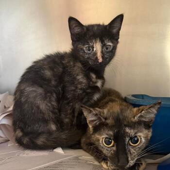 Domestic Short Hair Cats Available for Adoption in Washington, District Of Columbia - Mama Rose (16869) | PetCurious